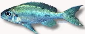 Näsets Ciklidhobby Ophthalmotilapia ventralis Zongwe ciklid 5,5-7cm