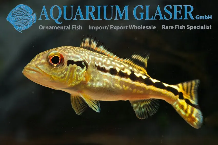Näsets Ciklidhobby Cichla sp. Xingu bred rovfisk 5–7 cm