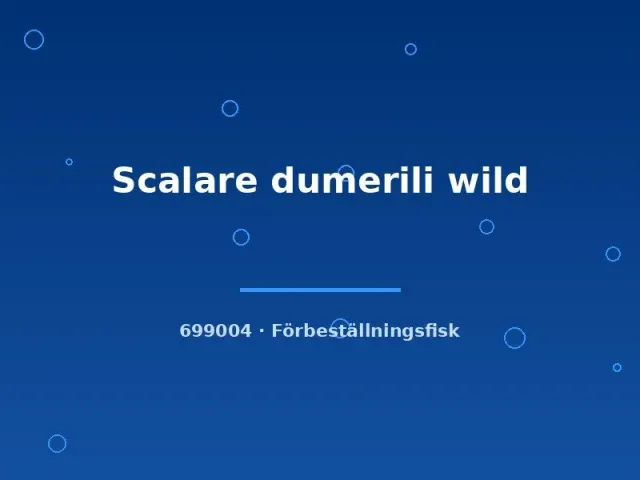 Näsets Ciklidhobby Scalare dumerili wild akvariefisk lg vild