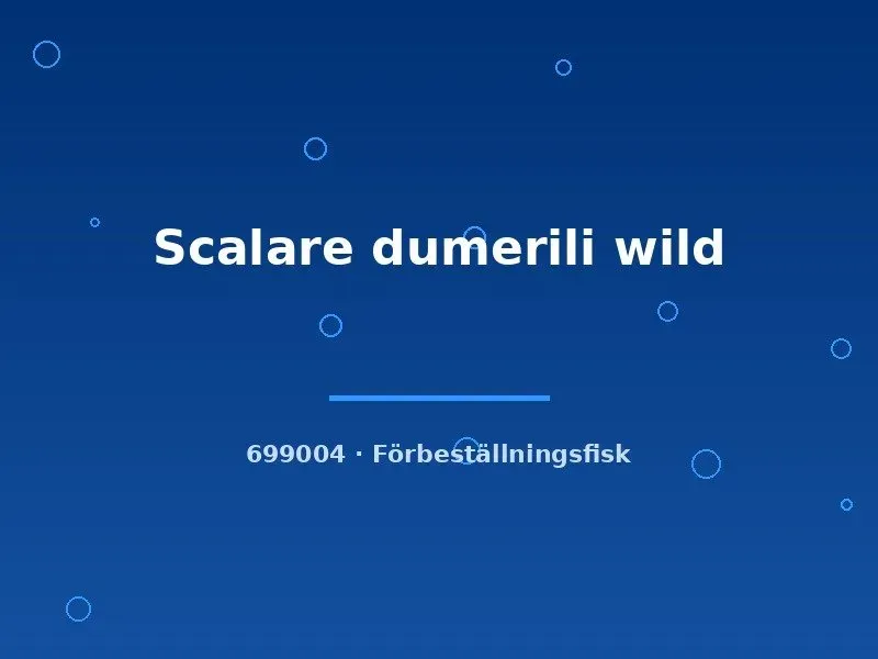 Näsets Ciklidhobby Scalare dumerili wild akvariefisk lg vild