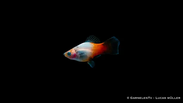 Garnelen TV Platy Tricolor Xiphophorus maculatus akvariefisk fredlig