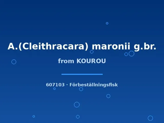 Näsets Ciklidhobby Maronii Kourouciklid 4-5 cm lugn