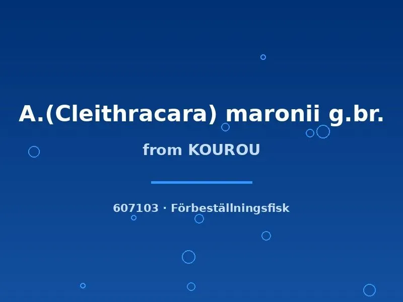 Näsets Ciklidhobby Maronii Kourouciklid 4-5 cm lugn