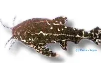 Näsets Ciklidhobby Acanthodoras cataphractus mal 5,5–7 cm