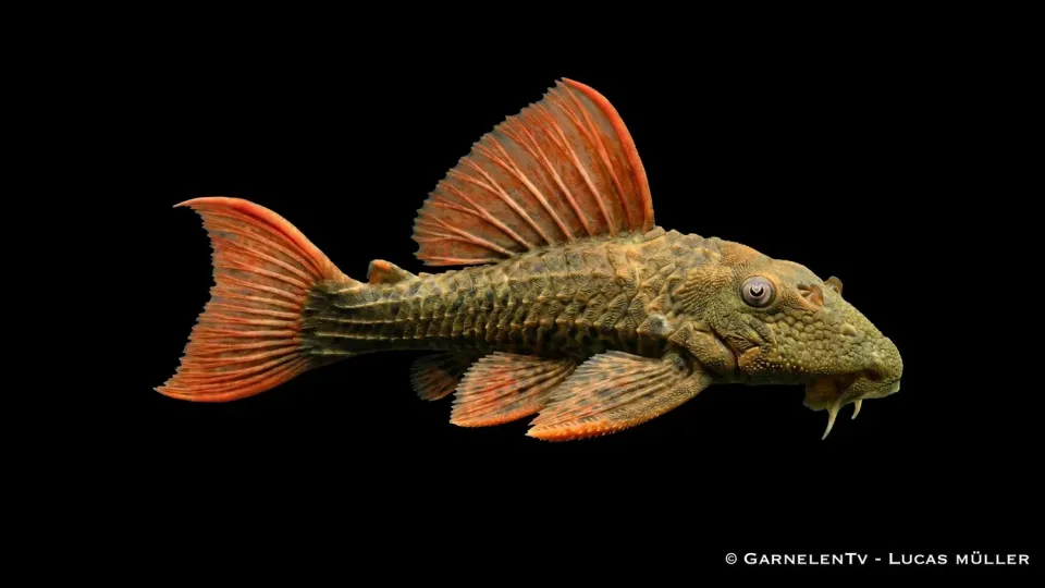 Garnelen TV Pseudacanthicus pitanga L24 mal rödfenad