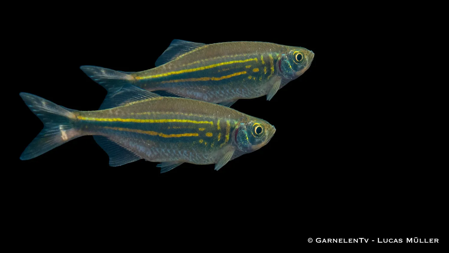 Garnelen TV Malabarbarb Danio malabaricus akvariefisk