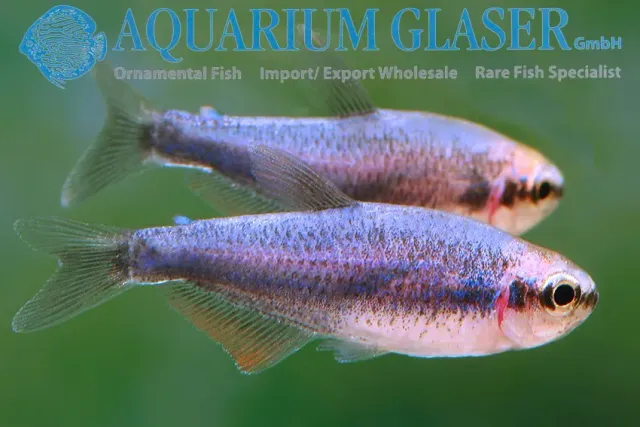 Näsets Ciklidhobby Kerri Super Blue tetrafisk md-lg
