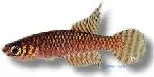 Näsets Ciklidhobby Cynolebias ladigesi killifisk 2,5–5 cm