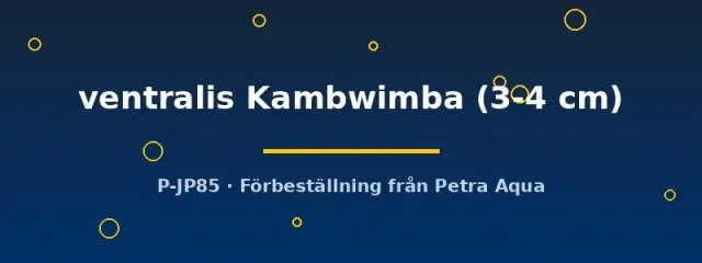 Näsets Ciklidhobby Ophthalmotilapia ventralis ciklid 3–4 cm Kambwimba