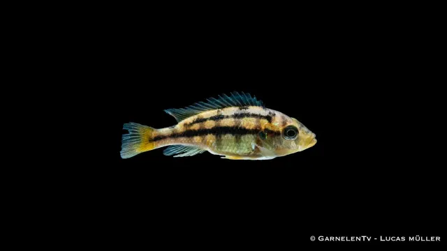 Garnelen TV Haplochromis rock kribensis ciklid gul