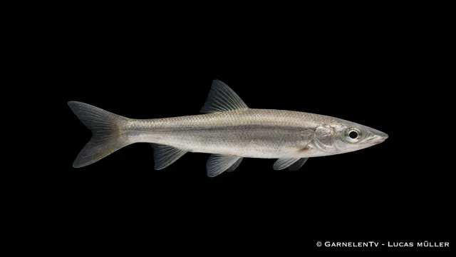 Garnelen TV Nase Chondrostoma nasus akvariefisk strömv atten