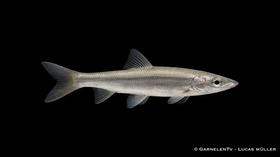 Garnelen TV Nase Chondrostoma nasus akvariefisk strömv atten