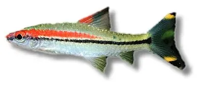 Näsets Puntius denisonii akvariefisk 9–10 cm rödstrimmig