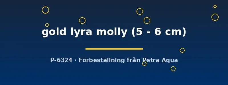 Näsets Poecilia sphenops gold lyra molly 5–6 cm tålig