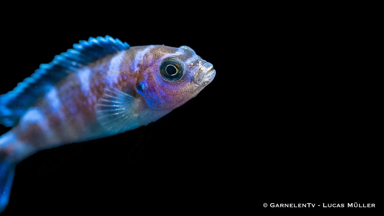 Garnelen TV Demasoni malawiciklid Pseudotropheus