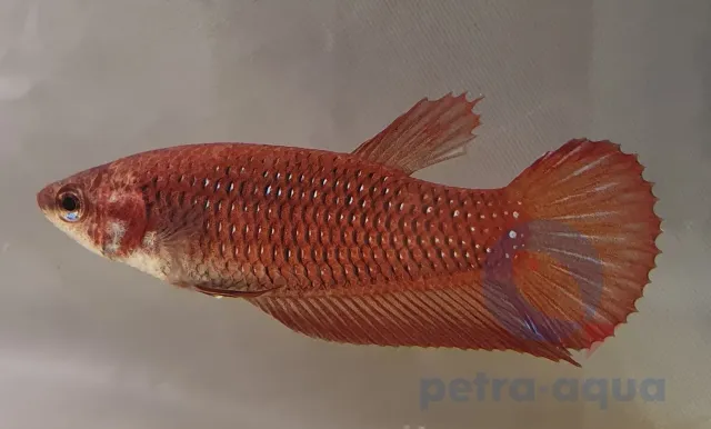 Näsets Ciklidhobby Betta spl. female Benjarong red L kampfisk
