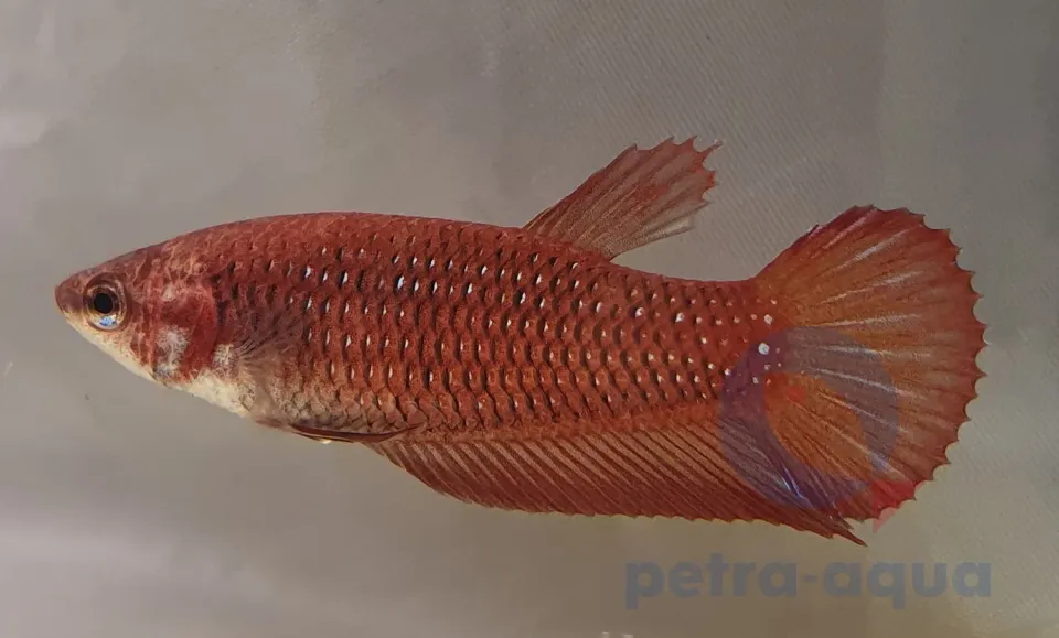 Näsets Ciklidhobby Betta spl. female Benjarong red L kampfisk