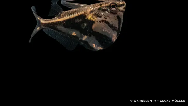 Garnelen TV Marmorbeilbauch Carnegiella strigata fasciata akvariefisk stim