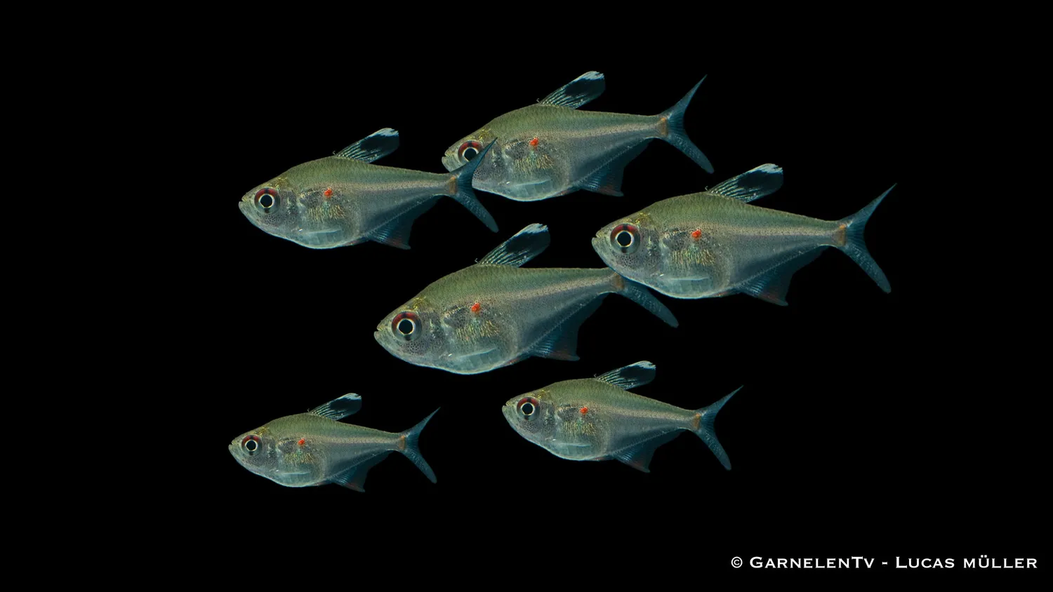 Garnelen TV Hyphessobrycon erythrostigma tetra 5 cm