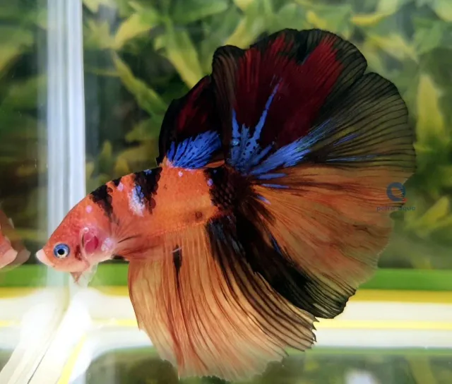 Näsets Ciklidhobby Betta spl. Nemo long tail XL kampfisk hane