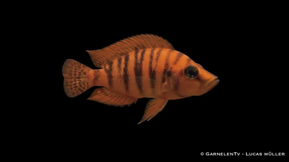 Garnelen TV Altolamprologus calvus orange pärlciklid