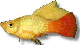 Näsets Ciklidhobby Platy Variatus Simson sunset akvariefisk 3-4 cm