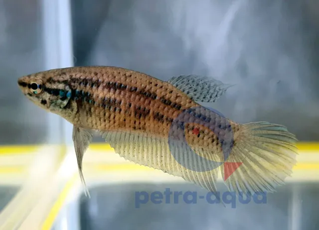 Näsets Ciklidhobby Betta Wild Buriram blue kampfisk hona L