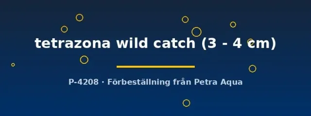 Barbus tetrazona wild catch akvariefisk 3–4 cm