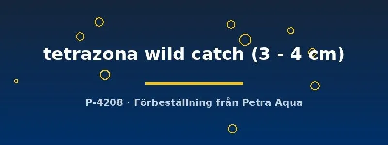 Barbus tetrazona wild catch akvariefisk 3–4 cm