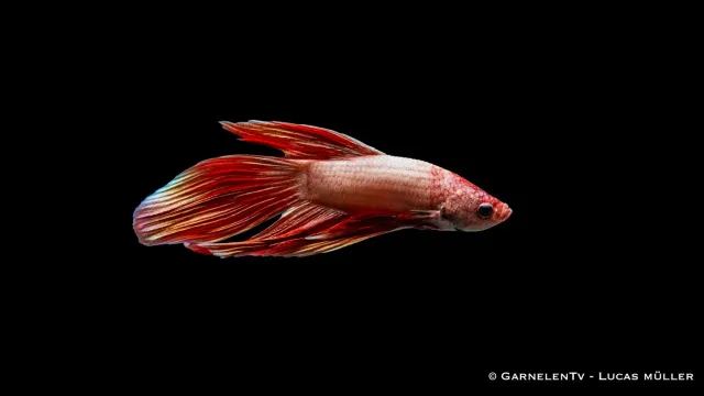 Garnelen TV Dragon Metallic kampfisk hane metallic