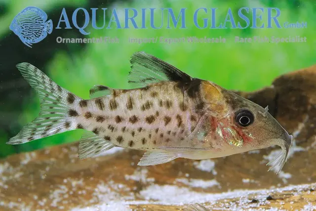 Corydoras punctatus NANAY pansarmal md-lg