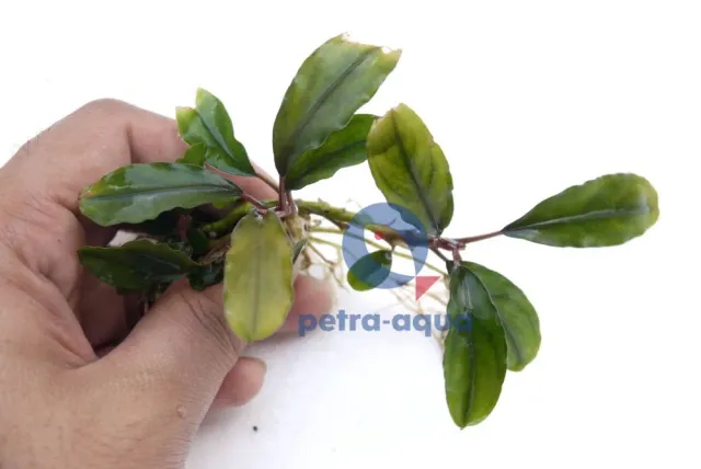 Näsets Ciklidhobby Bucephalandra central cali Easy8 växt lätt