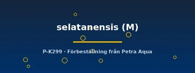 Sphaerichthys selatanensis gurami M