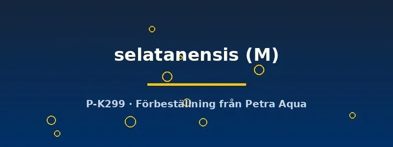 Sphaerichthys selatanensis gurami M