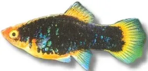 Näsets Ciklidhobby Platy Black akvariefisk 3–4 cm svart