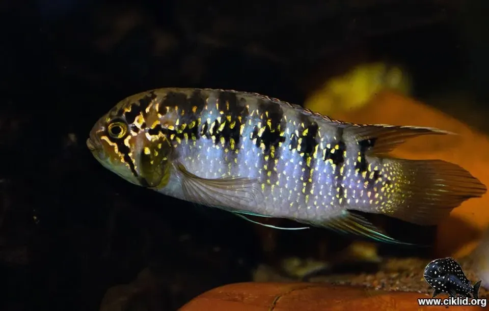 Näsets Ciklidhobby Ivanacara adoketa ciklid 3-3,5 cm