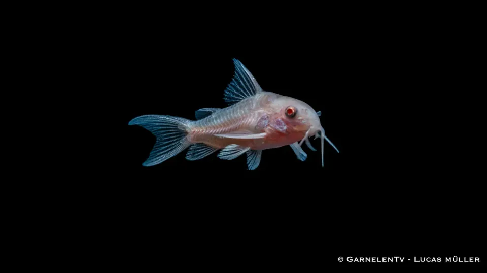 Gefleckter Panzerwels albino Corydoras paleatus pansarmal DNZ