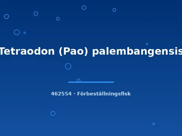 Näsets Ciklidhobby Pao palembangensis kulfisk 9-12cm