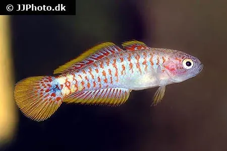 Näsets Tateurndina ocellicauda påfågelgoby akvariefisk 3,5 cm