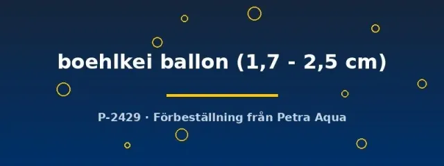 Näsets Ciklidhobby Thayeria boehlkei ballon tetra 1,7–2,5 cm