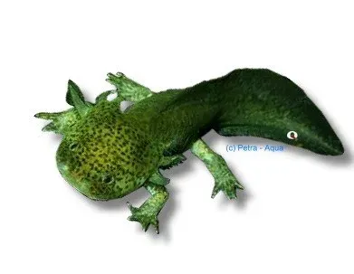 Ambystoma mexicanum Green axolotl 9–11 cm grön