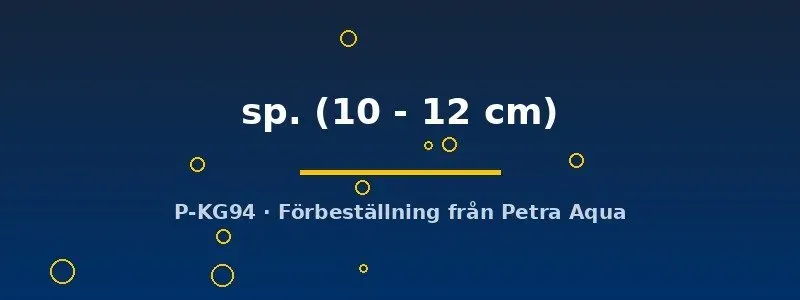 Peckoltia L008 mal 10–12 cm akvariefisk