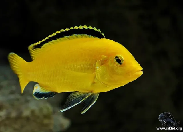 Näsets Ciklidhobby Golden Labidochromis akvariefisk 4–5 cm