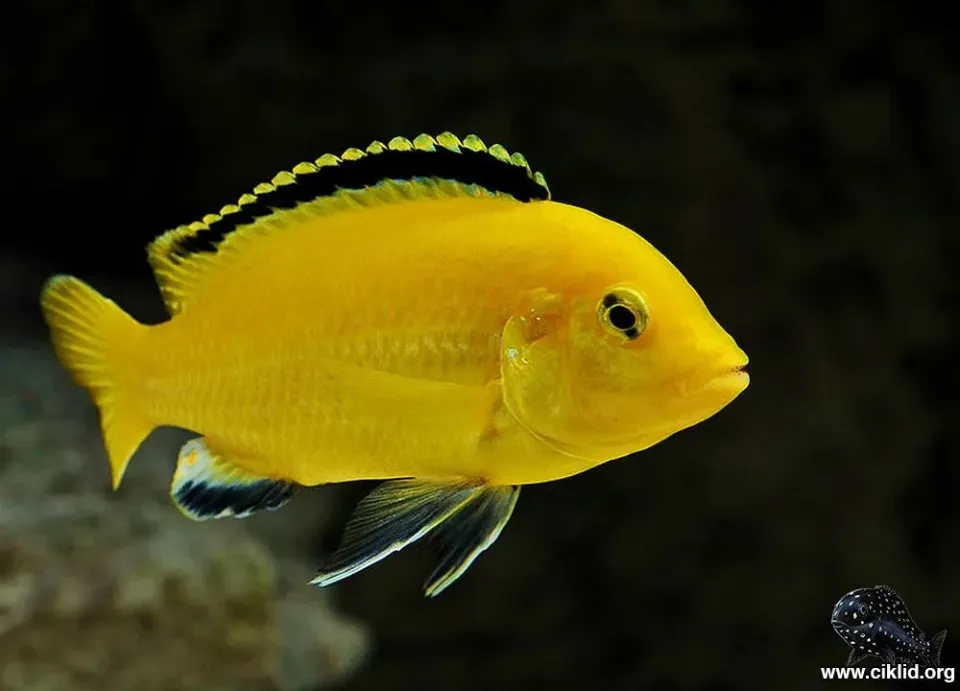 Näsets Ciklidhobby Golden Labidochromis akvariefisk 4–5 cm