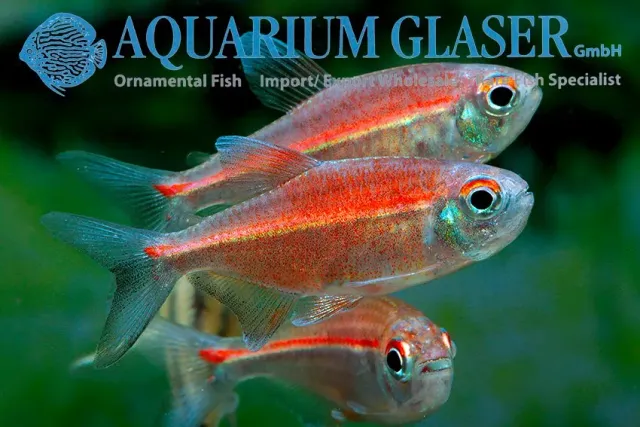 Näsets Ciklidhobby Hemigrammus coeruleus wild lg tetra stor