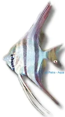 Näsets Ciklidhobby Altum Orinoco skalar 5–5,5 cm vild