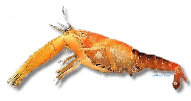 Näsets Ciklidhobby Procambarus milleri kräfta >7 cm sötvatten