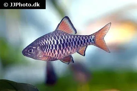 Näsets Ciklidhobby Oliotius oligolepis barb 3–3,5 cm