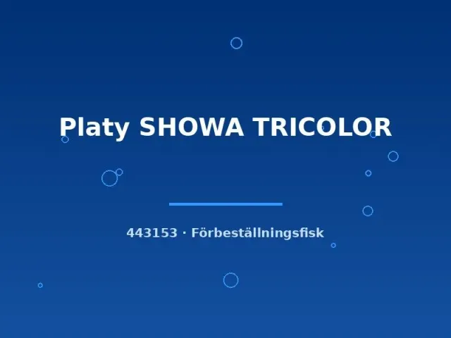 Näsets Ciklidhobby Platy SHOWA TRICOLOR fisk lg trefärgad