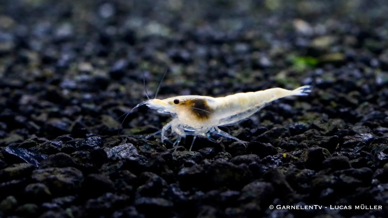 Garnelen TV Snowstorm Neocaridina palmata räka vit